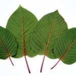 kratom-leafs 2