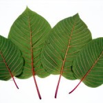 kratom-leafs 2